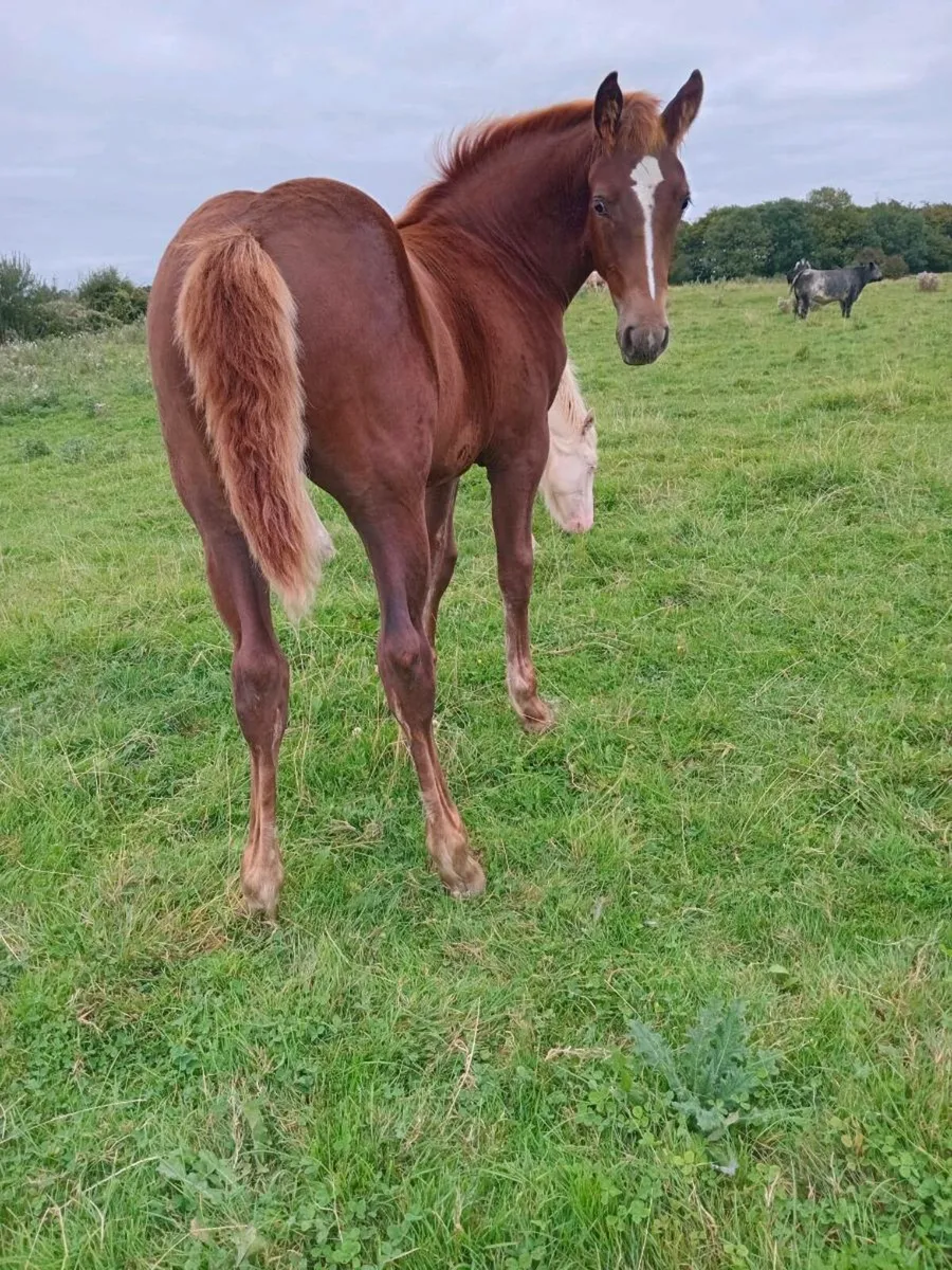 RID Carrabawn Cross Filly Foal - Image 1