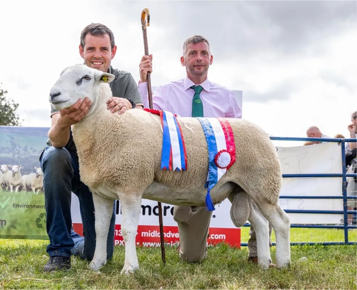 Lleyn Rams and Ewe Hoggets - Image 1