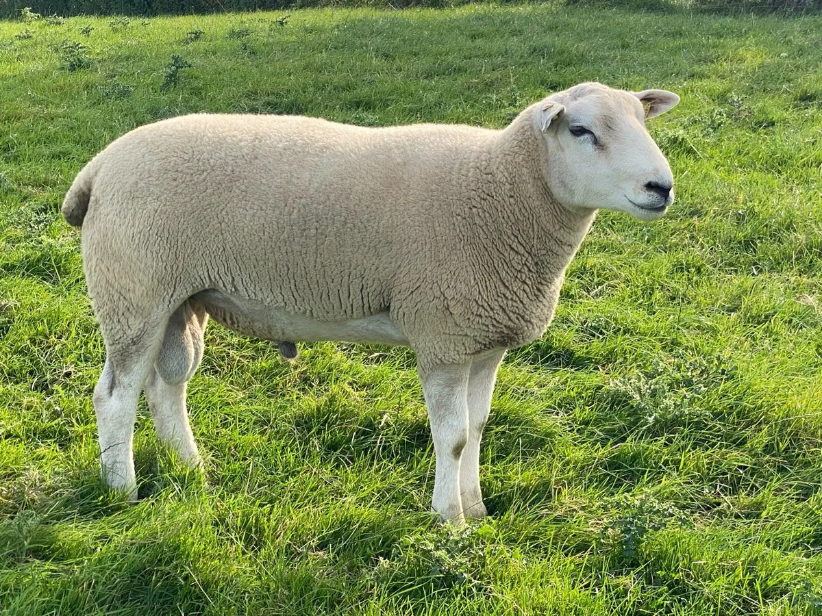 Lleyn Rams and Ewe Hoggets - Image 2