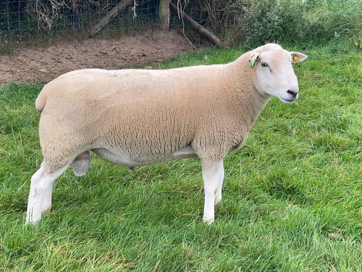 Lleyn Rams and Ewe Hoggets - Image 3
