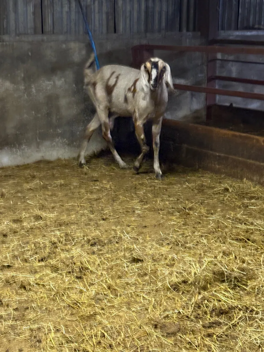 3 year old PB  Nubian goat - Image 2