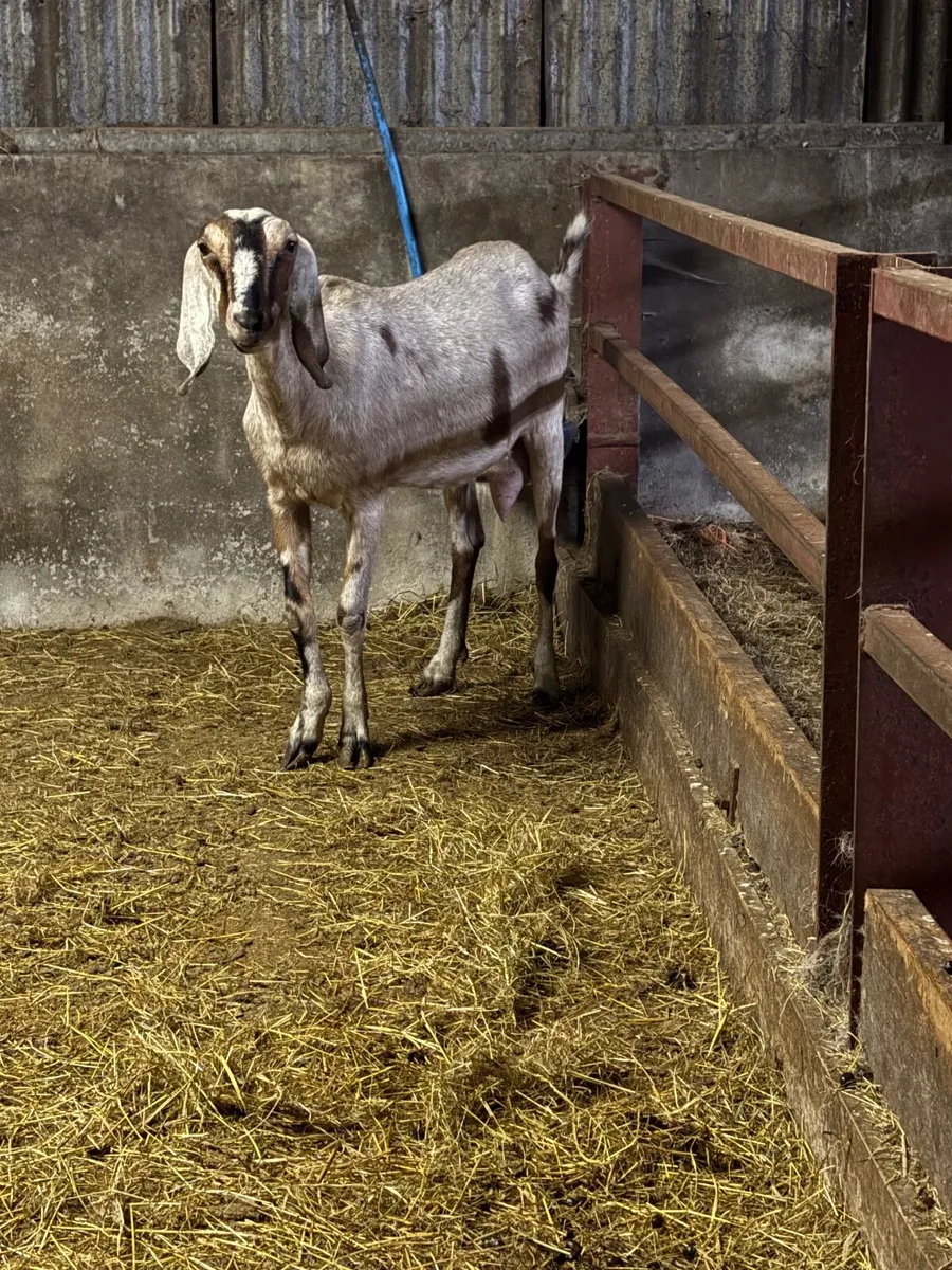 3 year old PB  Nubian goat - Image 1