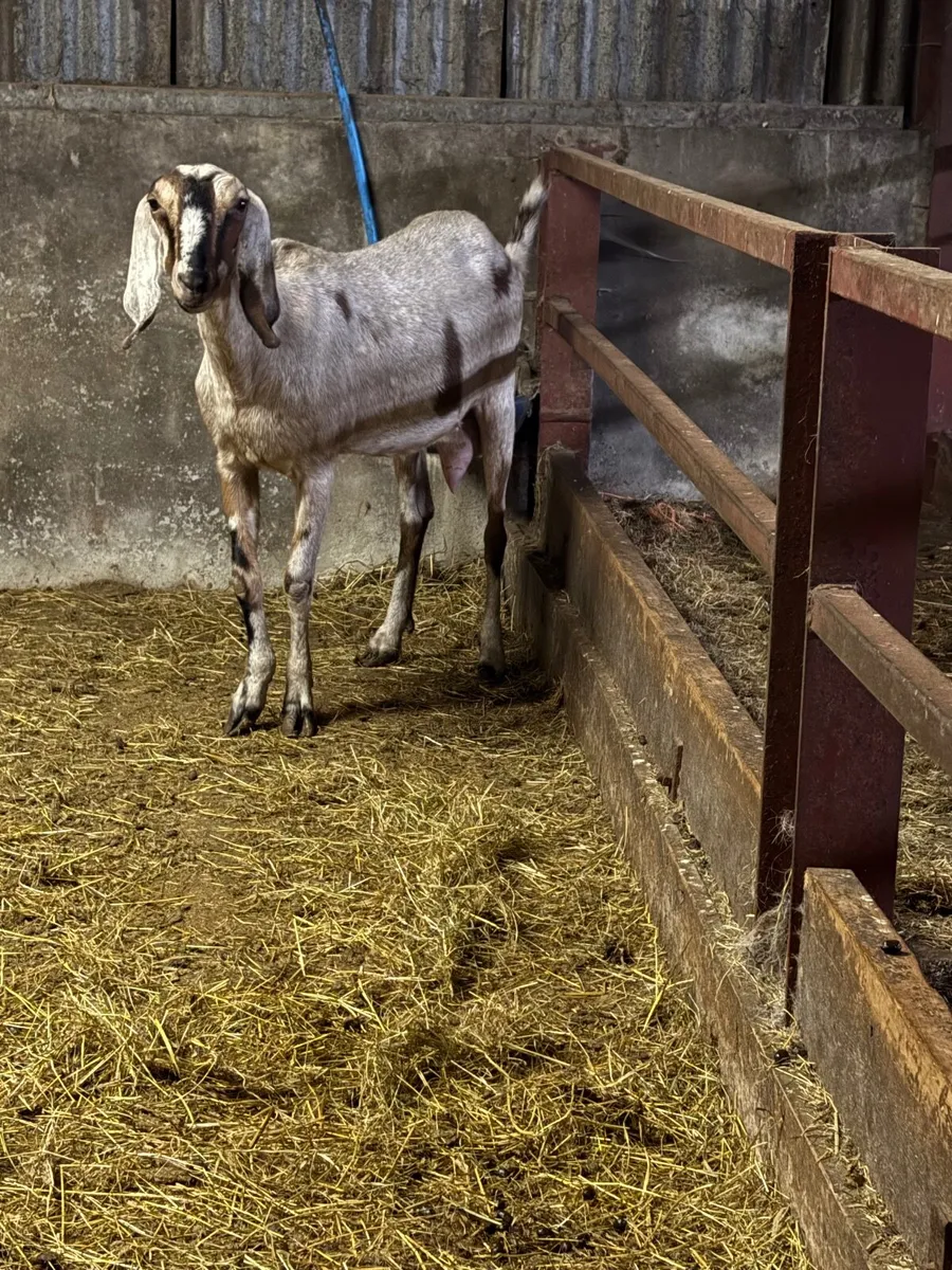 3 year old PB  Nubian goat - Image 3