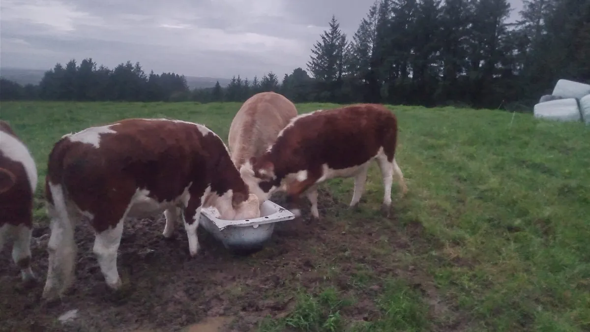 Heifers - Image 2