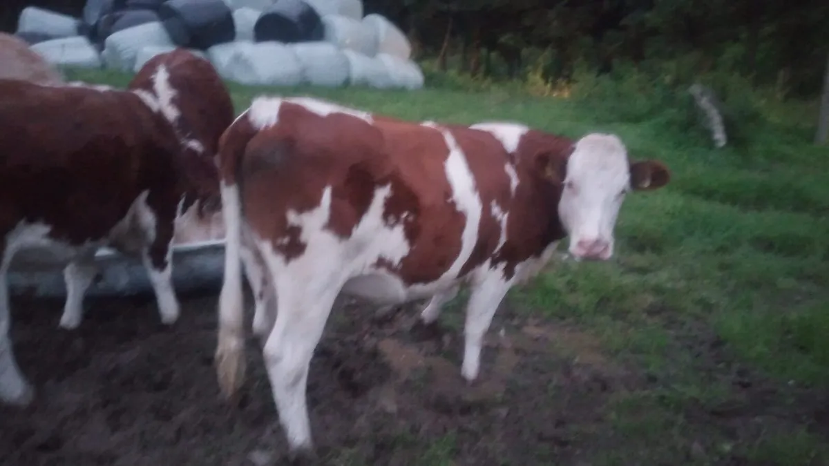 Heifers - Image 1
