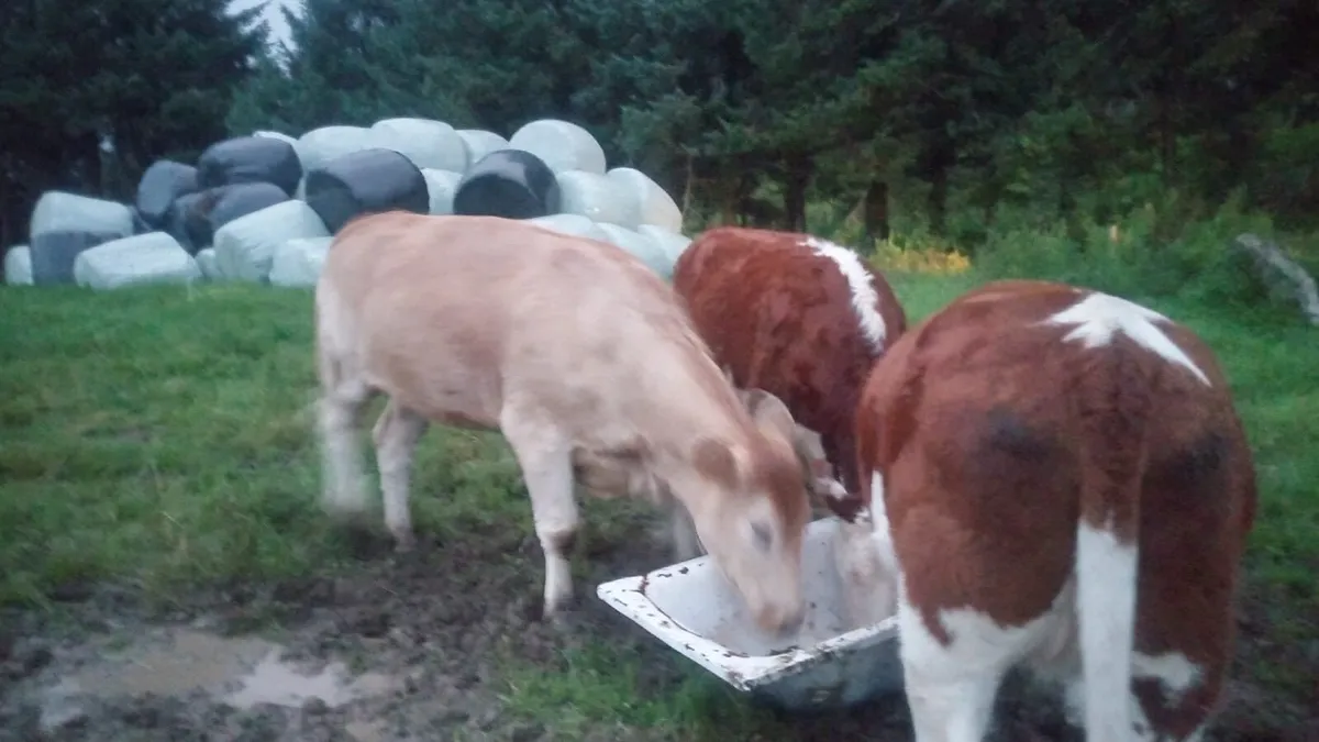 Heifers - Image 3