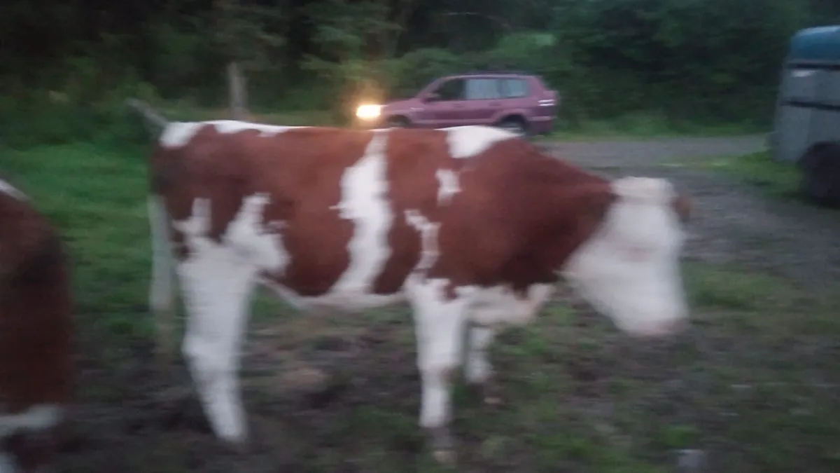 Heifers - Image 4
