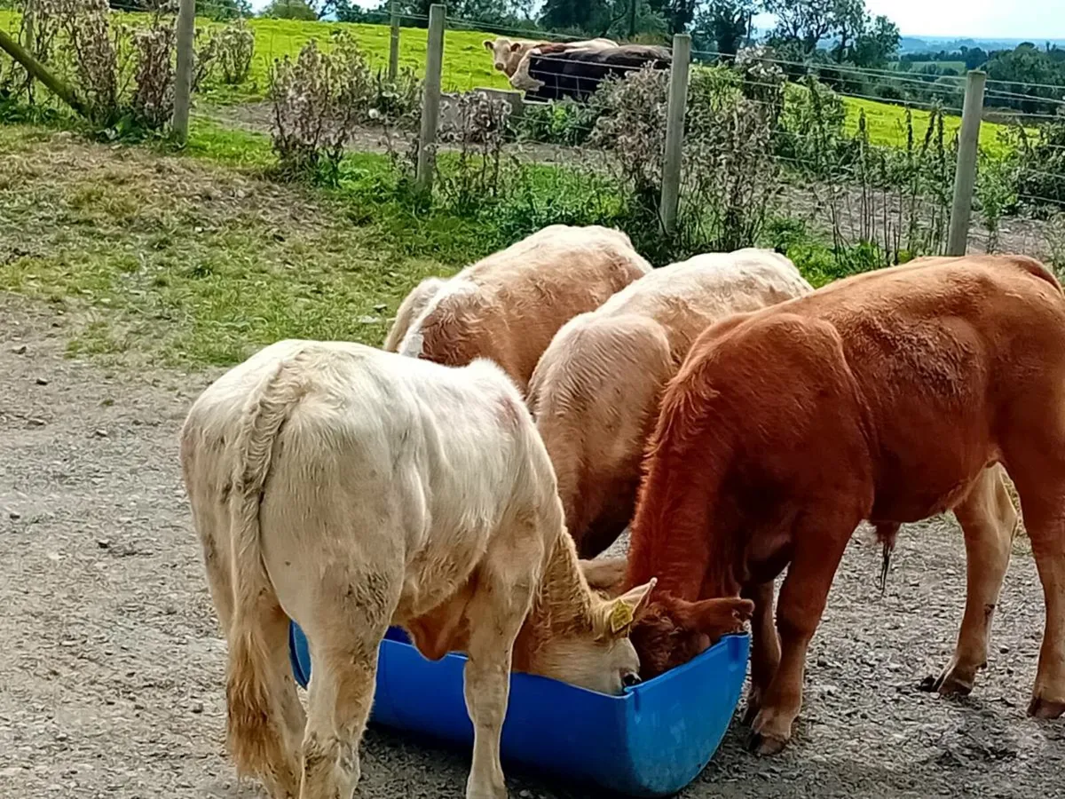 4 Lovely Suckler bred bull Weanling/Runners - Image 1
