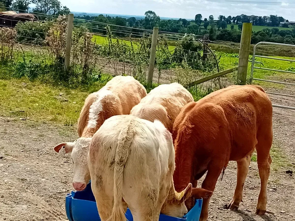 4 Lovely Suckler bred bull Weanling/Runners - Image 2