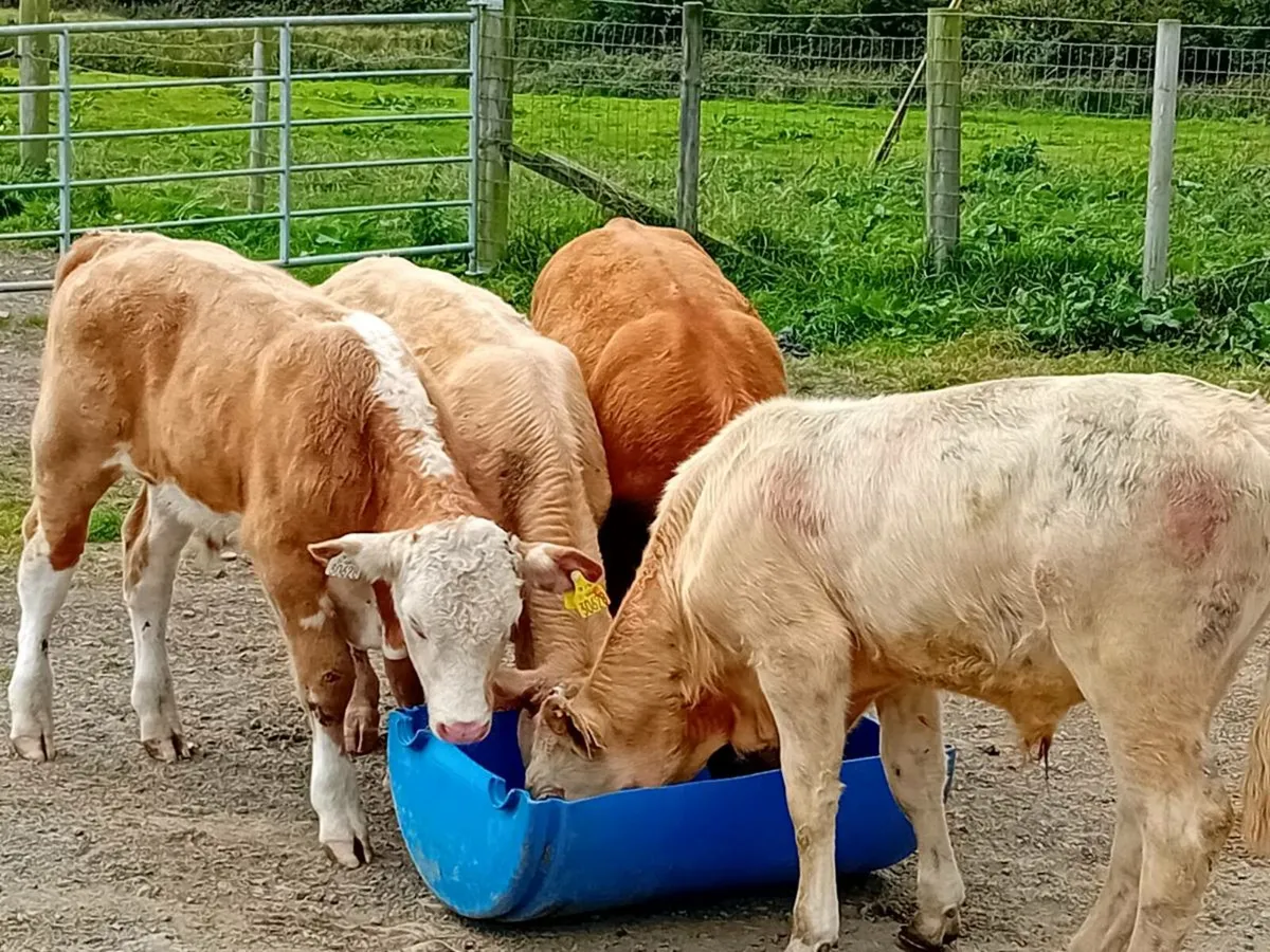 4 Lovely Suckler bred bull Weanling/Runners - Image 3