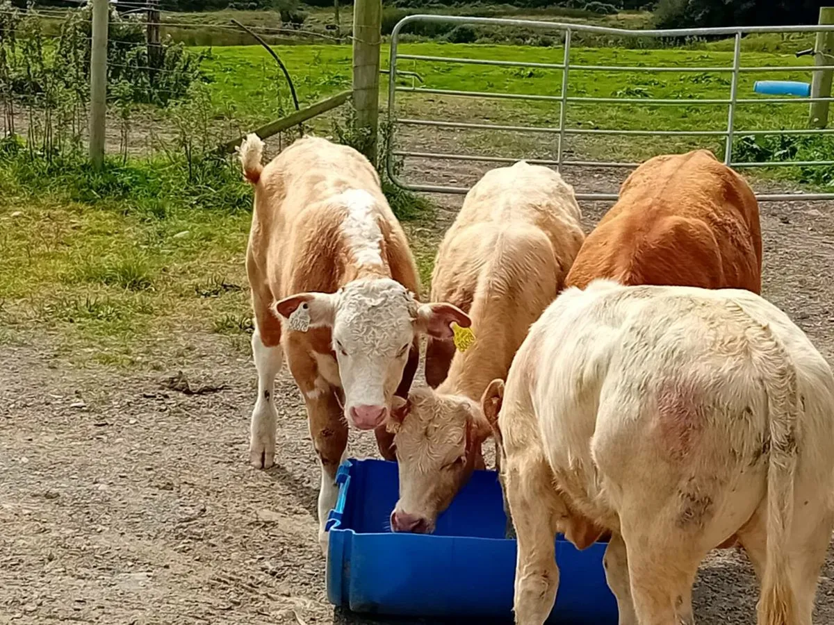 4 Lovely Suckler bred bull Weanling/Runners - Image 4