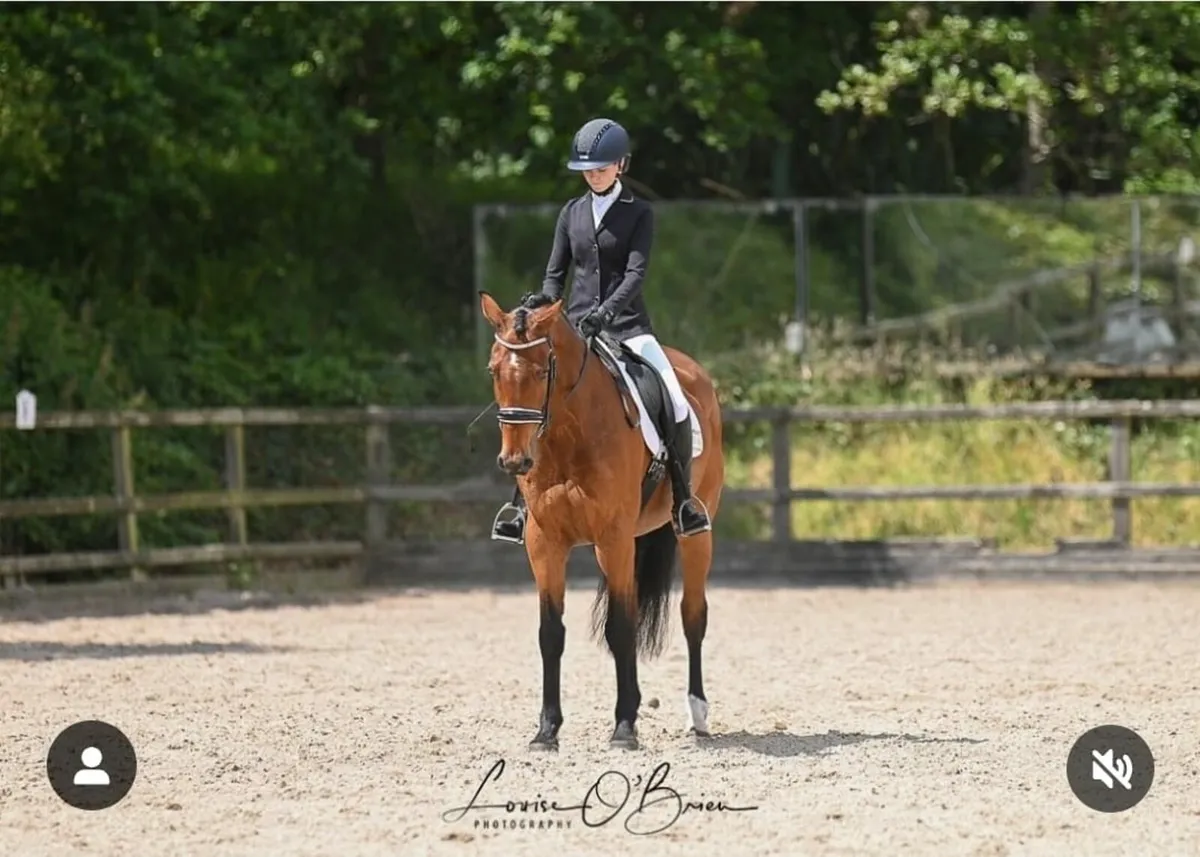16.2hh Gelding