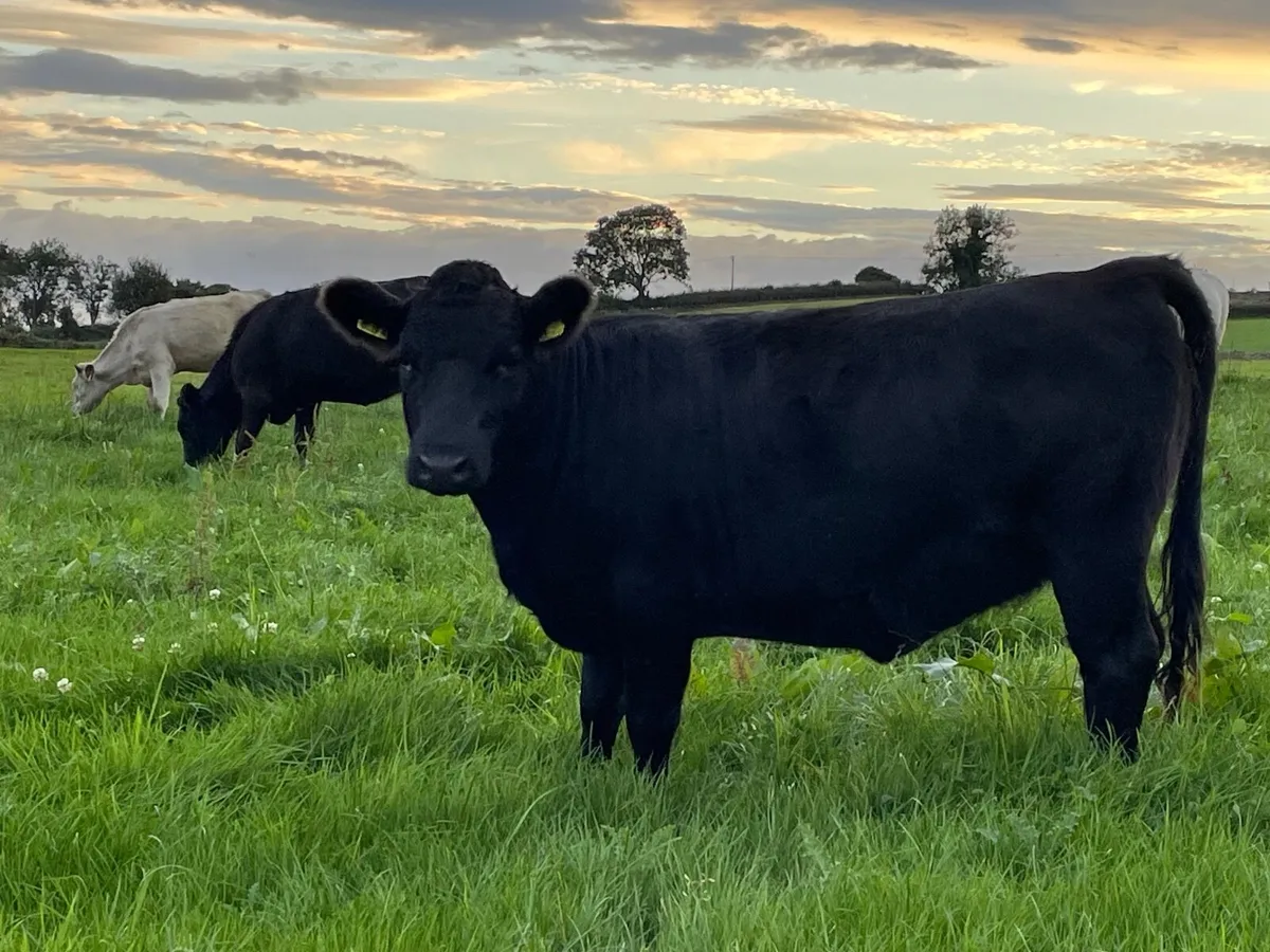 Pedigree registered Dexter heifers - Image 2