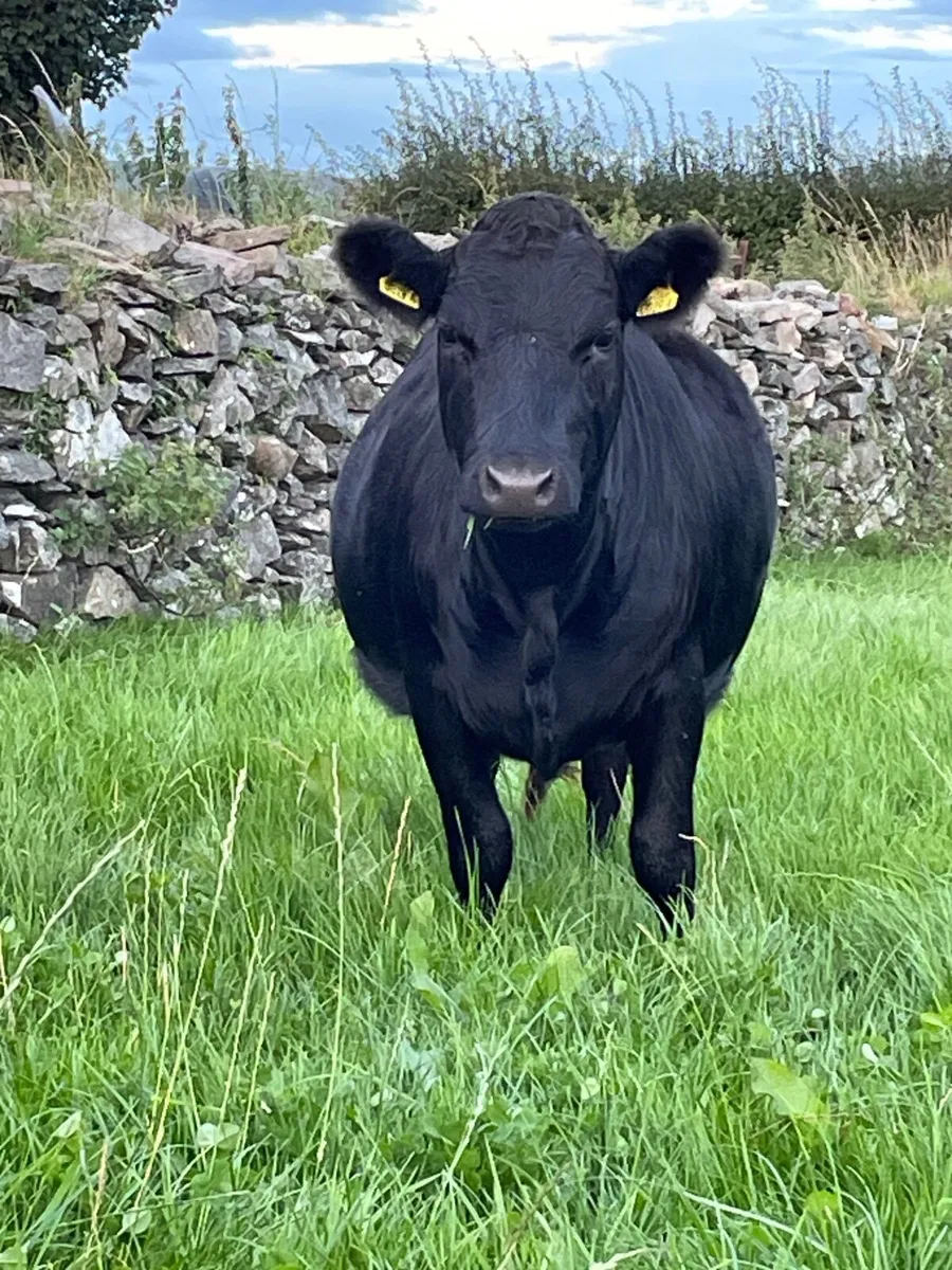 Pedigree registered Dexter heifers - Image 1