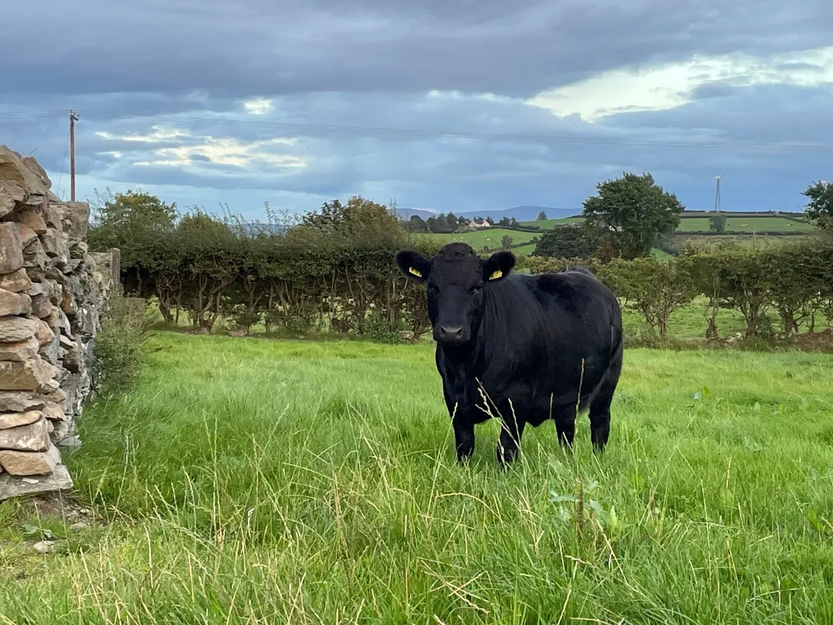 Pedigree registered Dexter heifers - Image 3