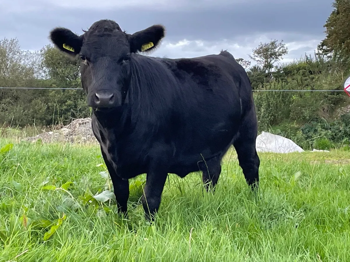 Pedigree registered Dexter heifers - Image 4