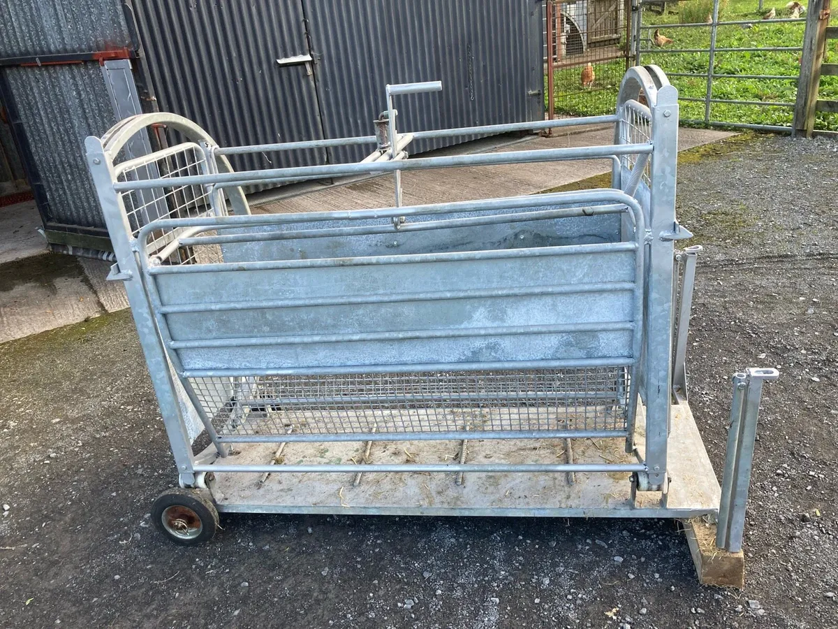 Sheep turn over crate - Image 1