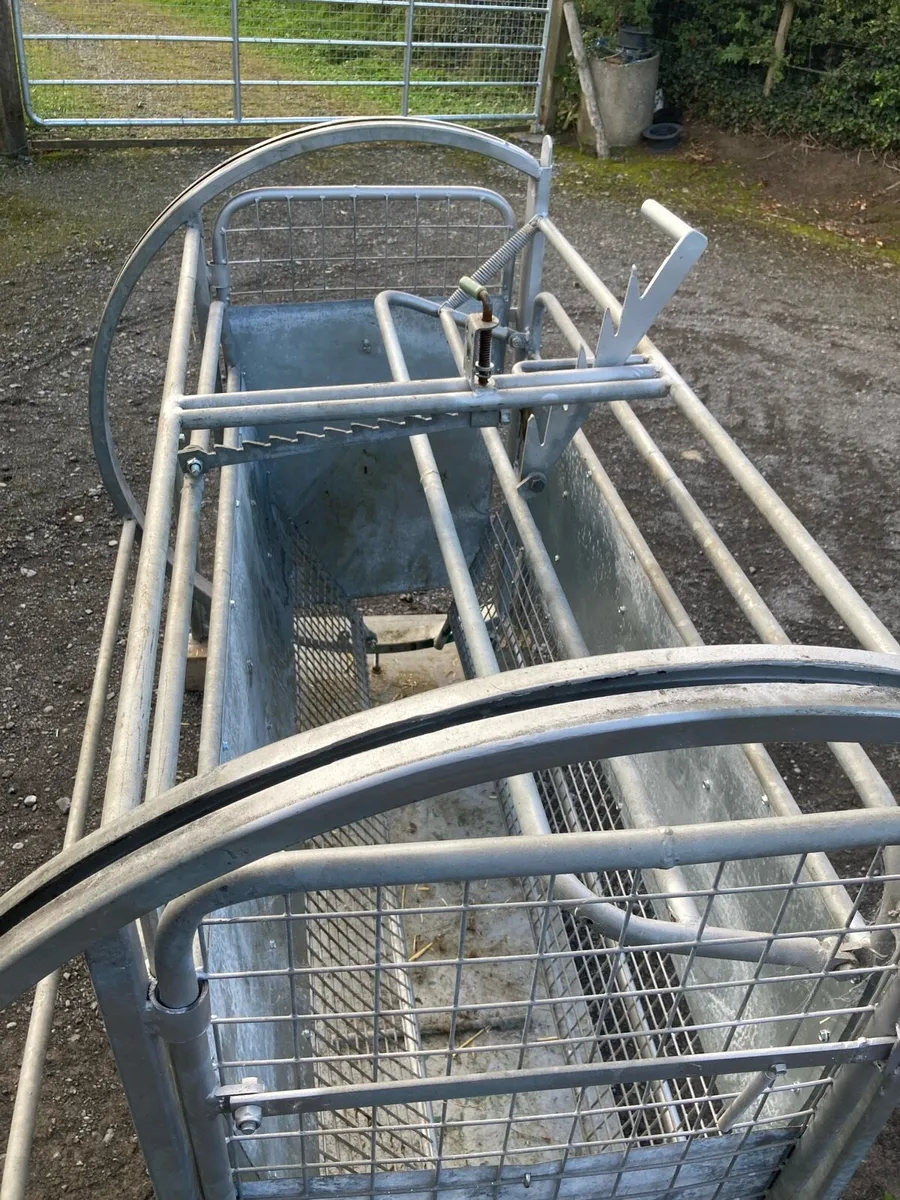 Sheep turn over crate - Image 3
