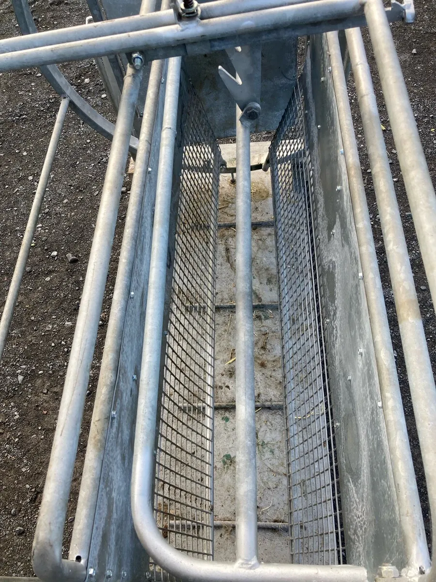 Sheep turn over crate - Image 4