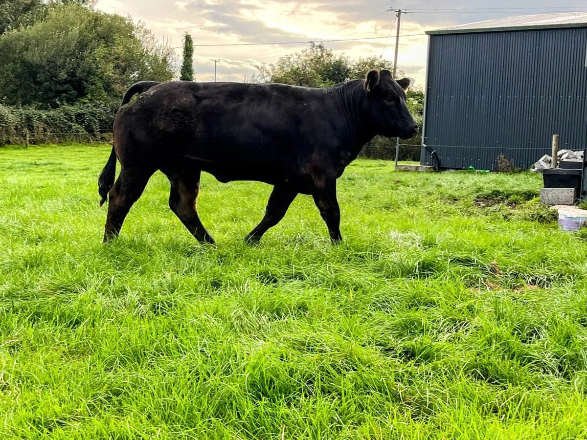 Breeding heifer - Image 2