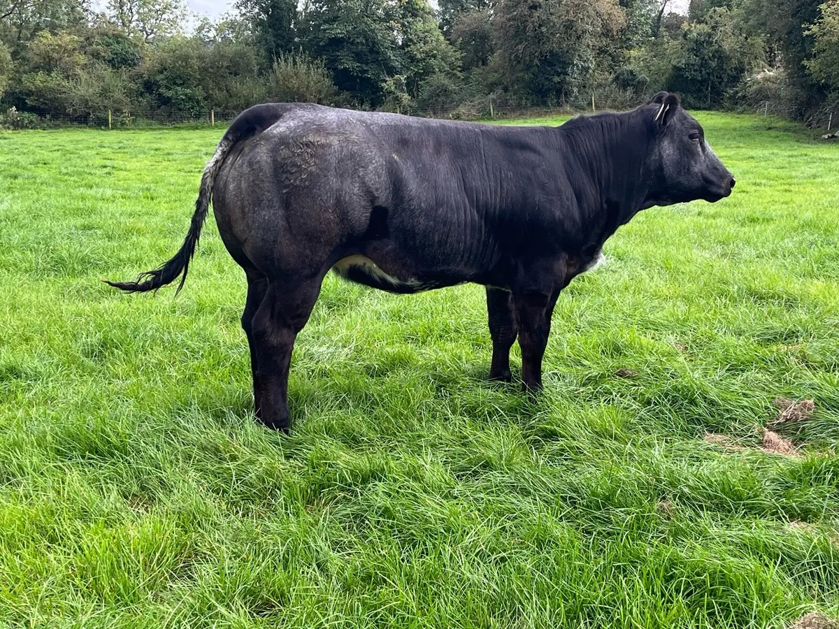 Breeding heifer - Image 3