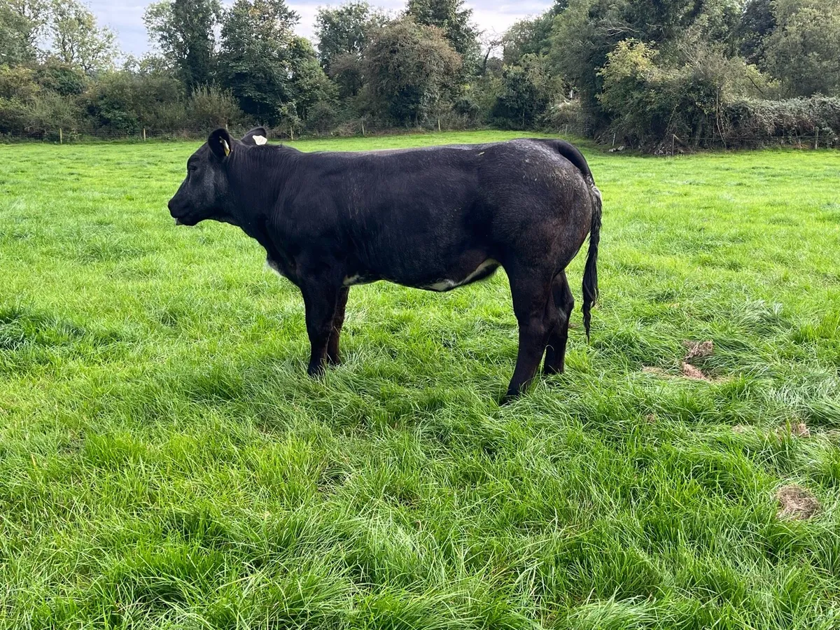 Breeding heifer - Image 4