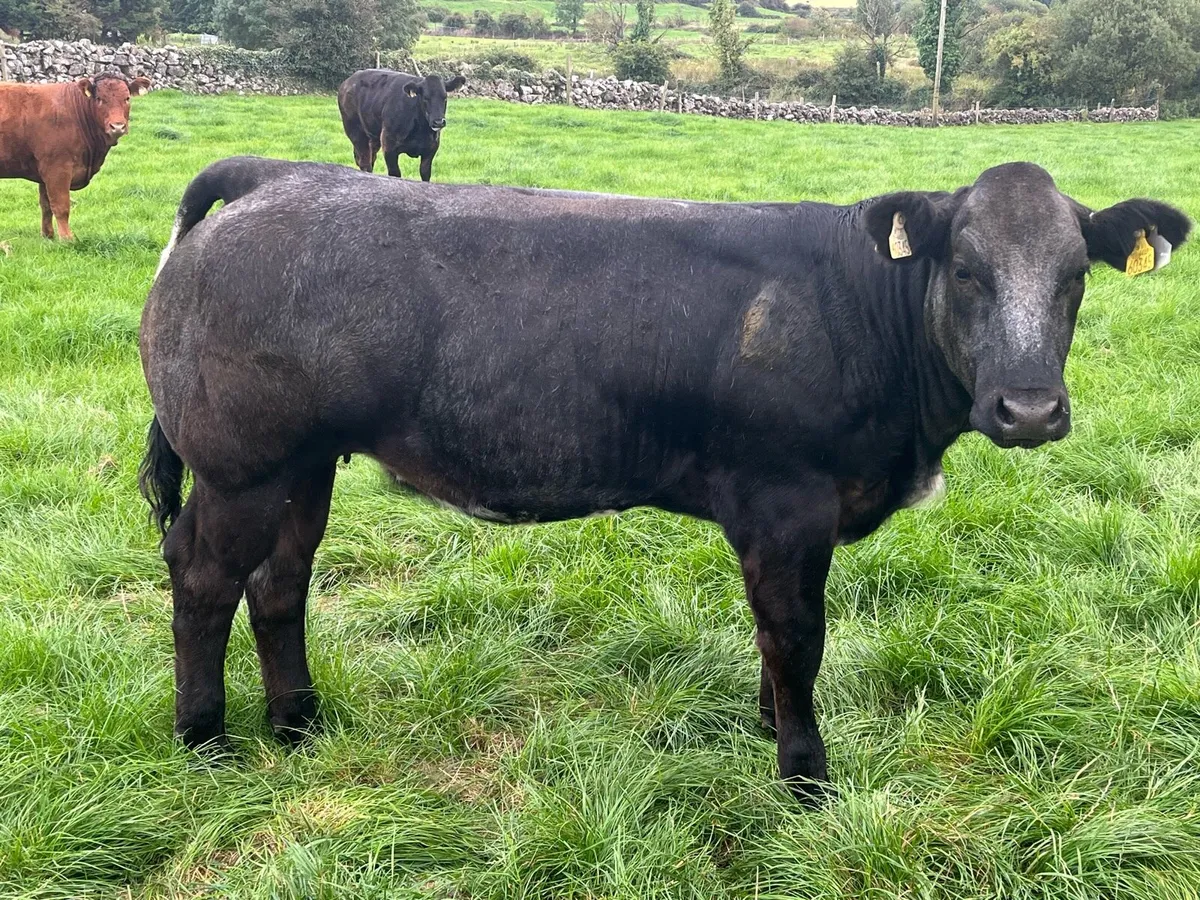 Breeding heifer - Image 1