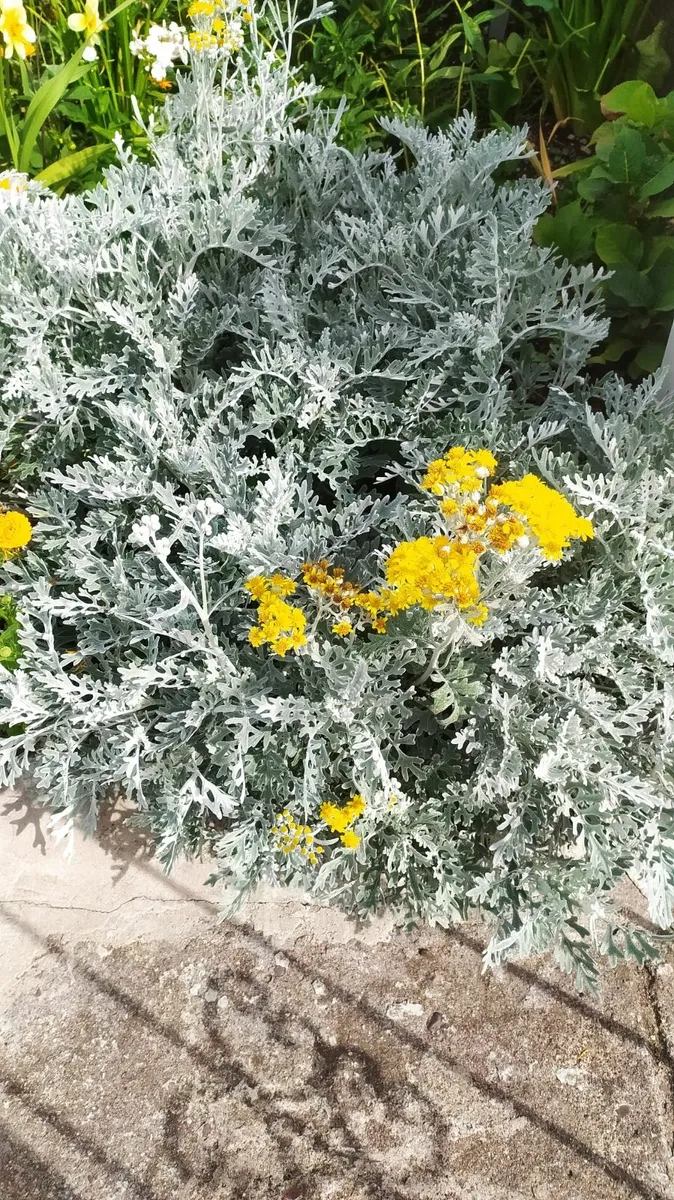 Flower - Image 2