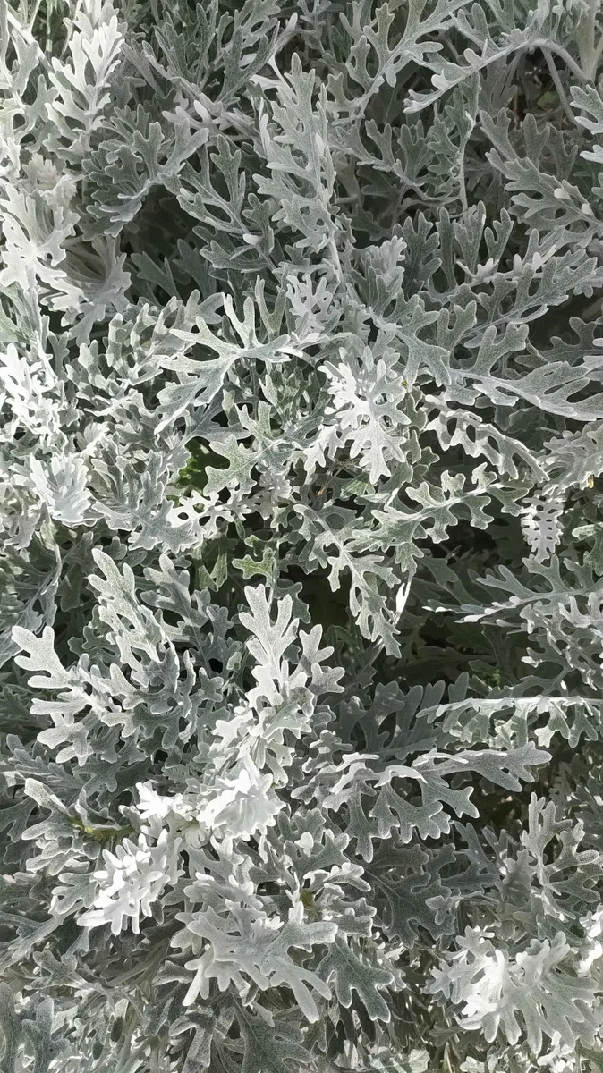Flower - Image 3
