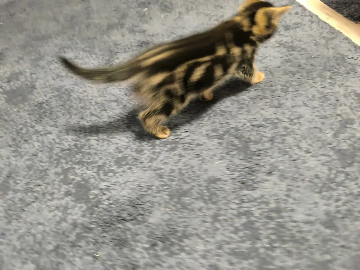 kitten male - Image 1