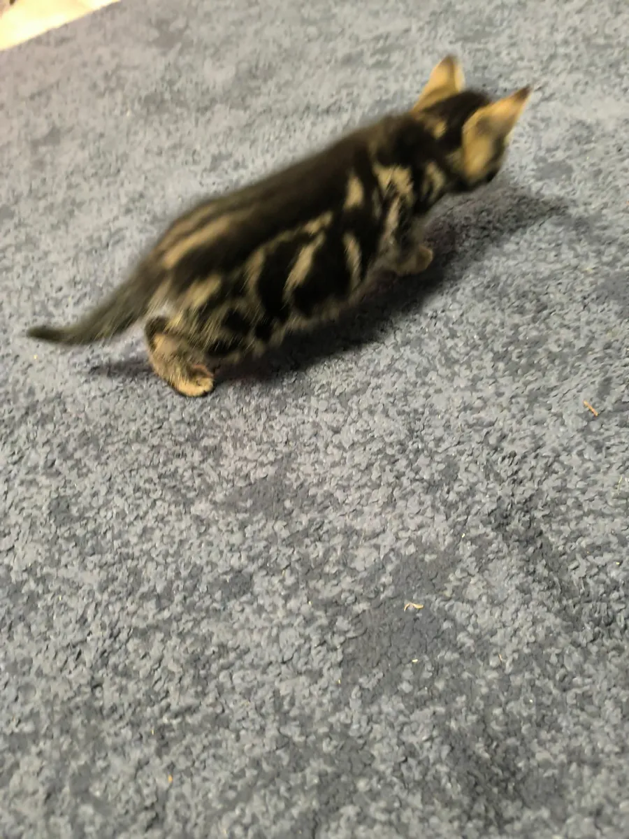 kitten male - Image 2