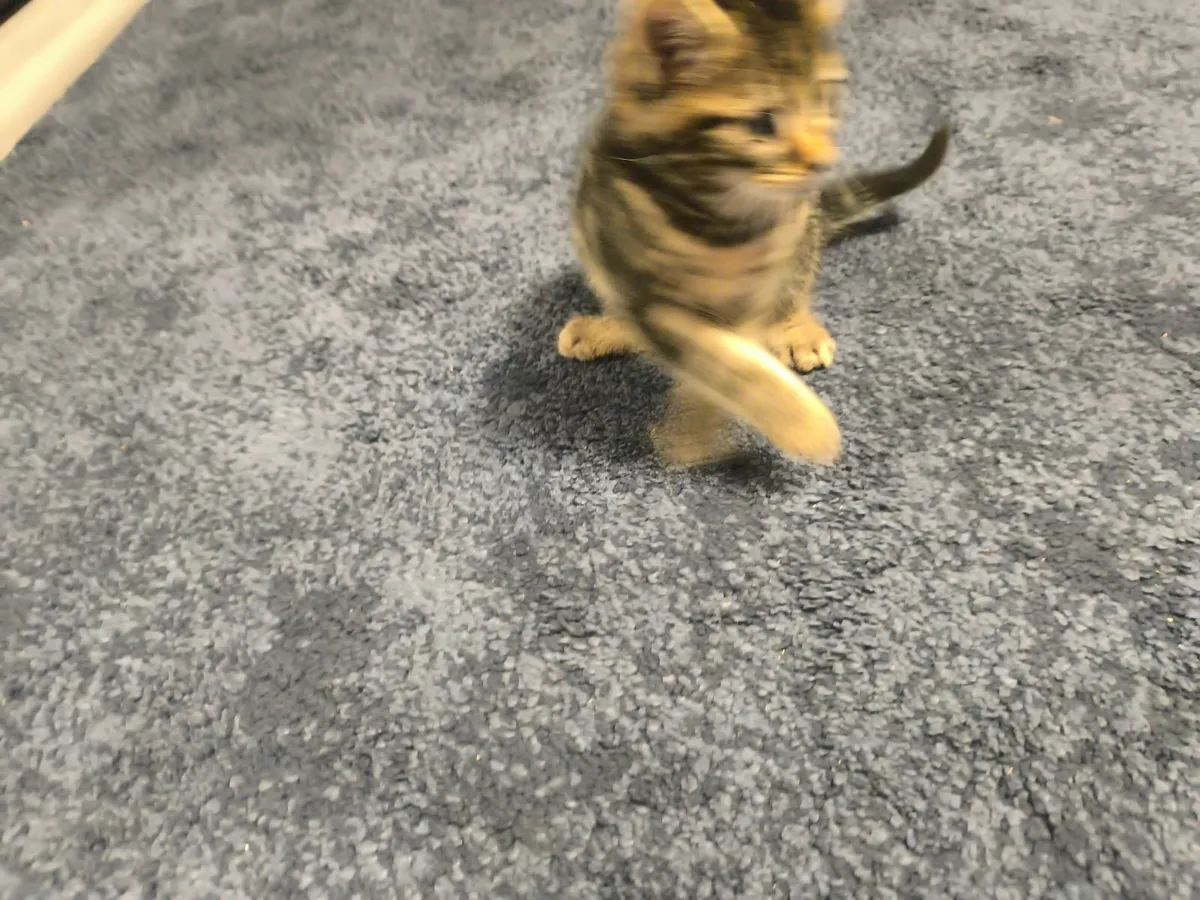 kitten male - Image 3