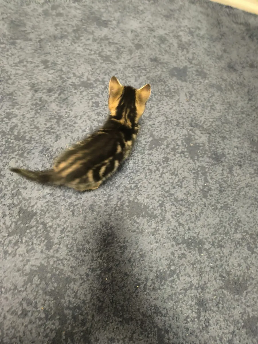 kitten male - Image 4