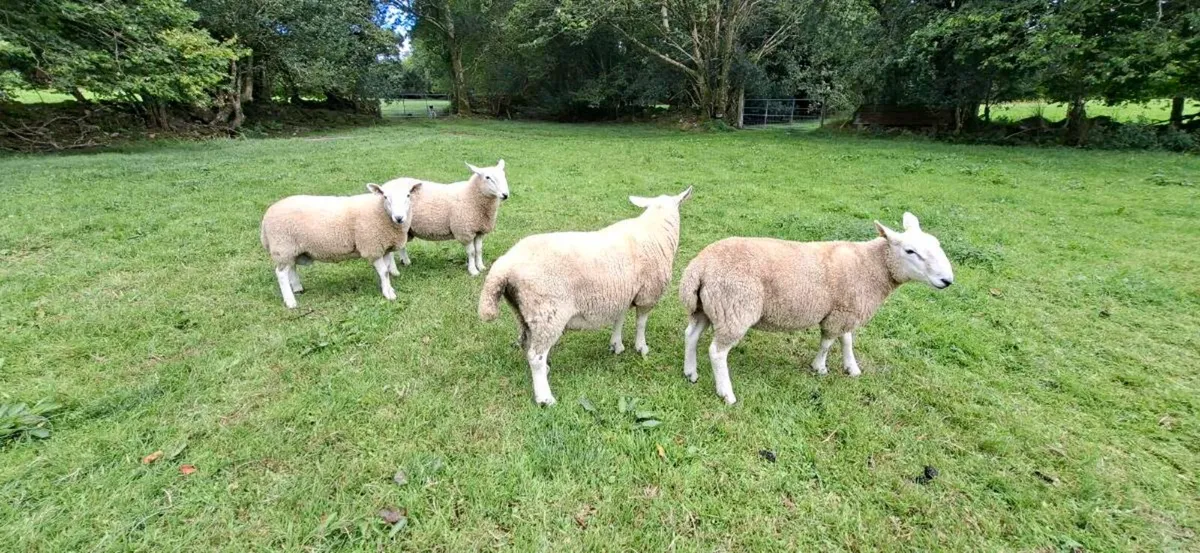 PBNR Cheviot Hogget Rams - Organic - Image 2