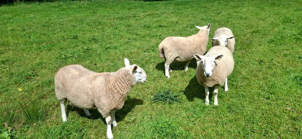 PBNR Cheviot Hogget Rams - Organic - Image 1