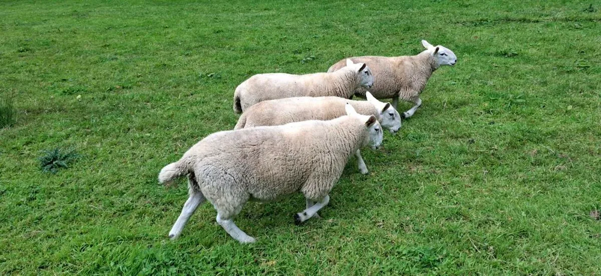 PBNR Cheviot Hogget Rams - Organic - Image 3