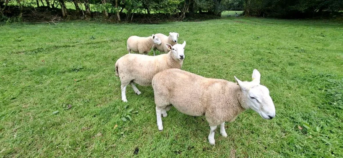 PBNR Cheviot Hogget Rams - Organic - Image 4