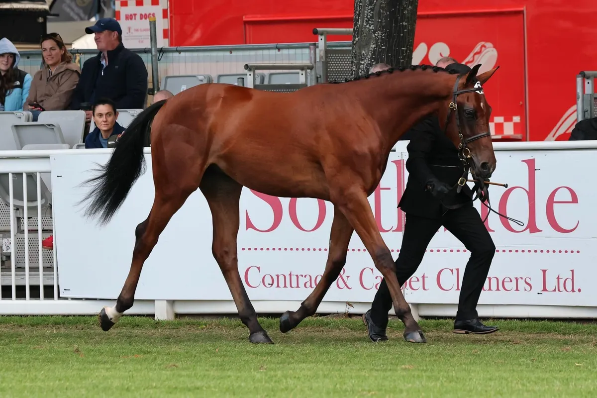 Outstanding Chacoa Yearling for Sale - Image 1