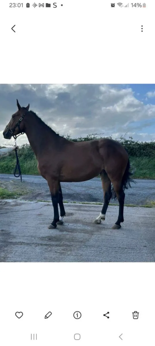 3 year old filly - Image 2