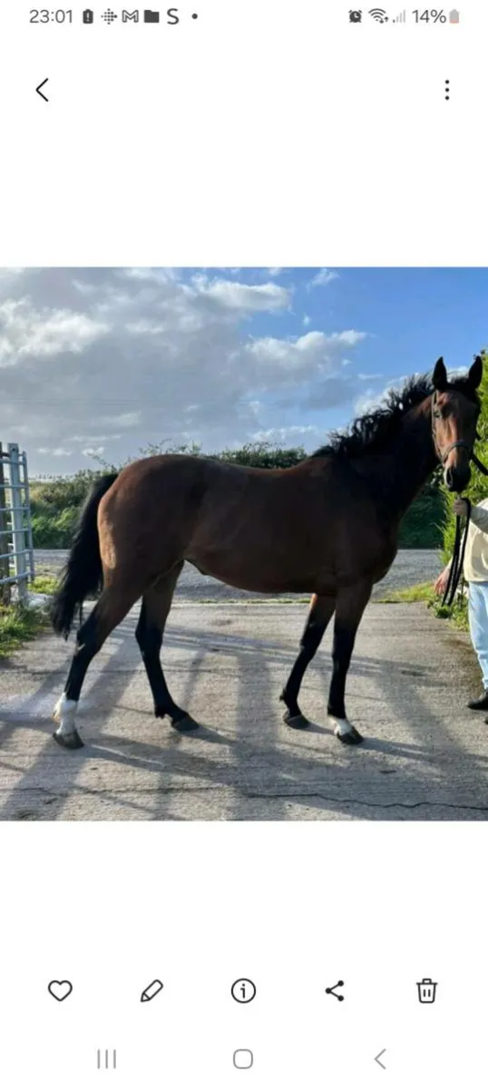 3 year old filly - Image 3