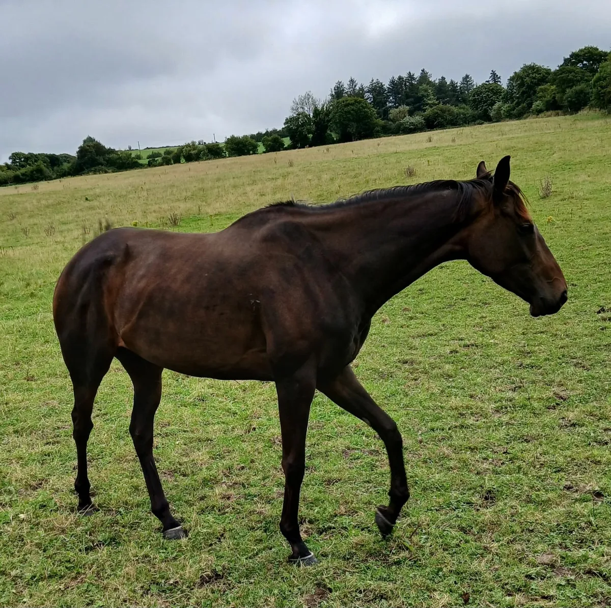Tb mare - Image 1