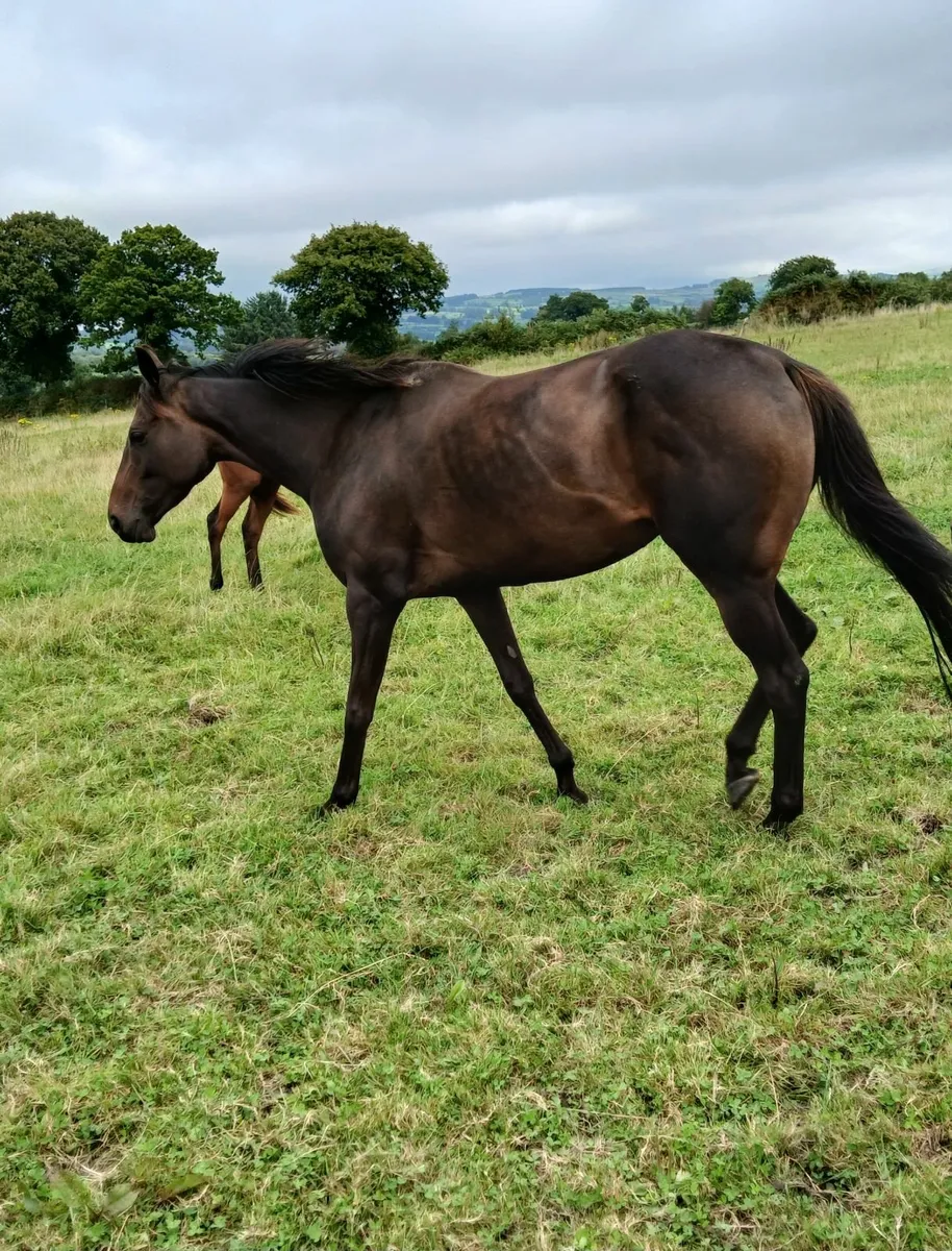 Tb mare - Image 2