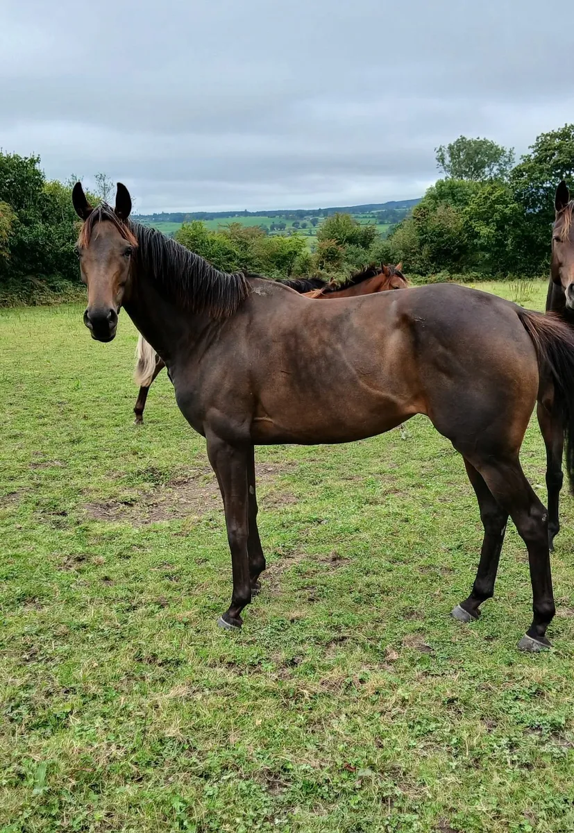 Tb mare - Image 3
