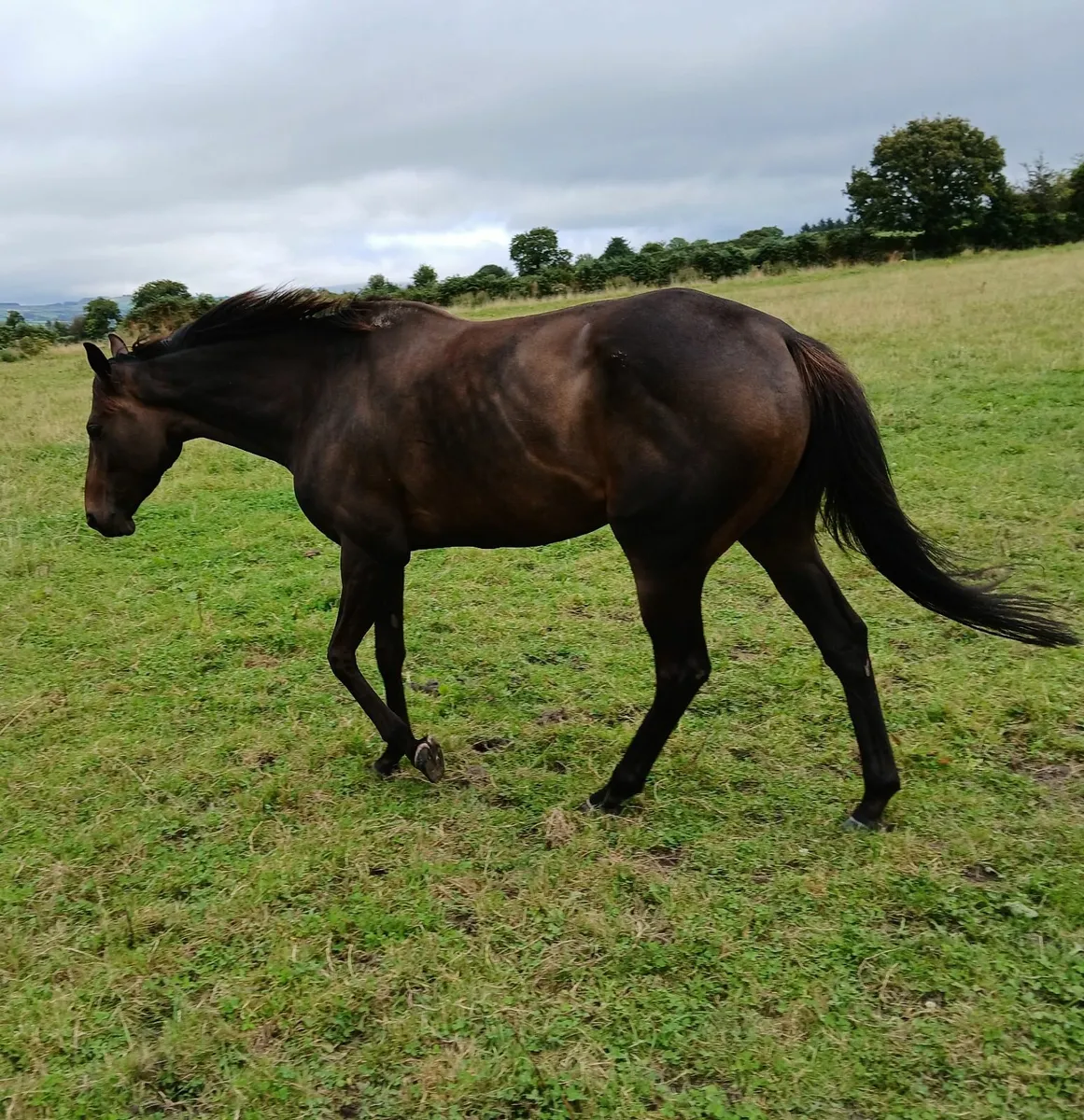 Tb mare - Image 4