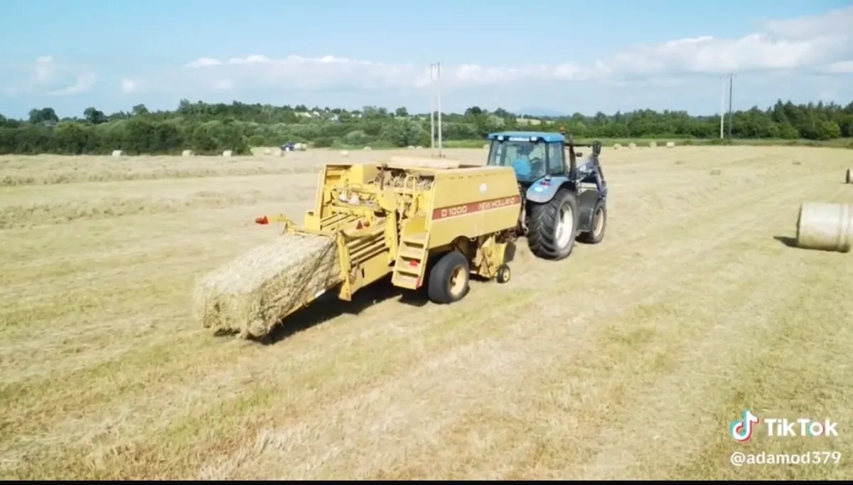 Top Quality Hay just baled and Straw - Image 3