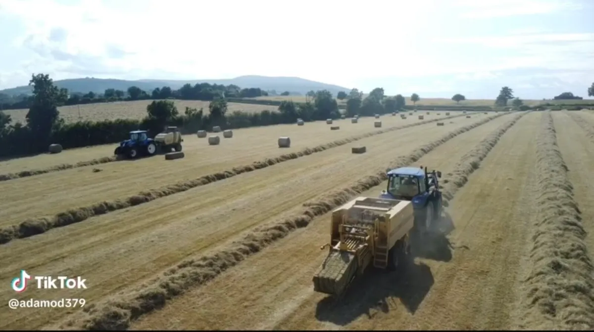 Top Quality Hay just baled and Straw - Image 4
