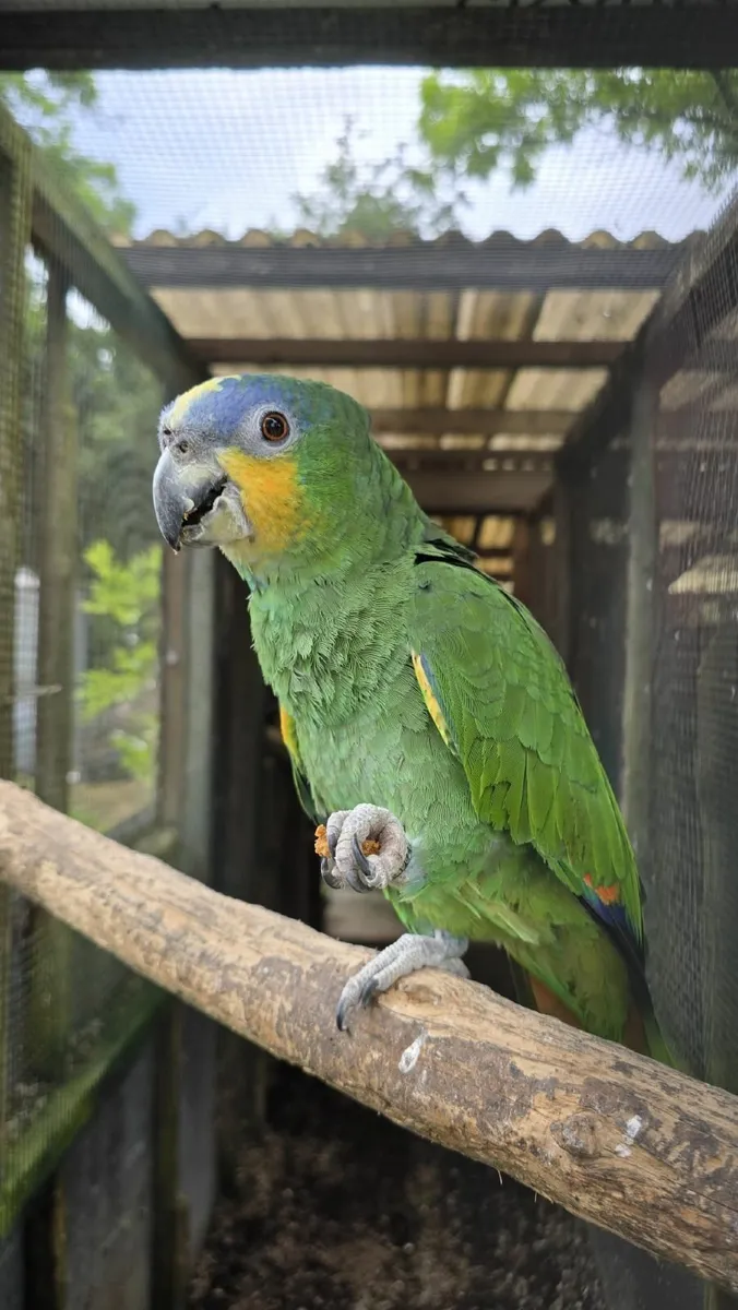 Orange Wing Amazon for sale -  Breeding - not pet - Image 1