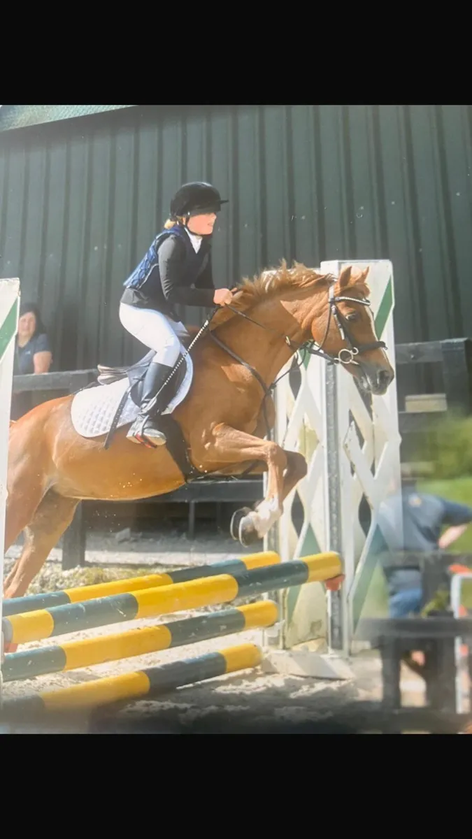 12.2 U10 Pony - Image 1