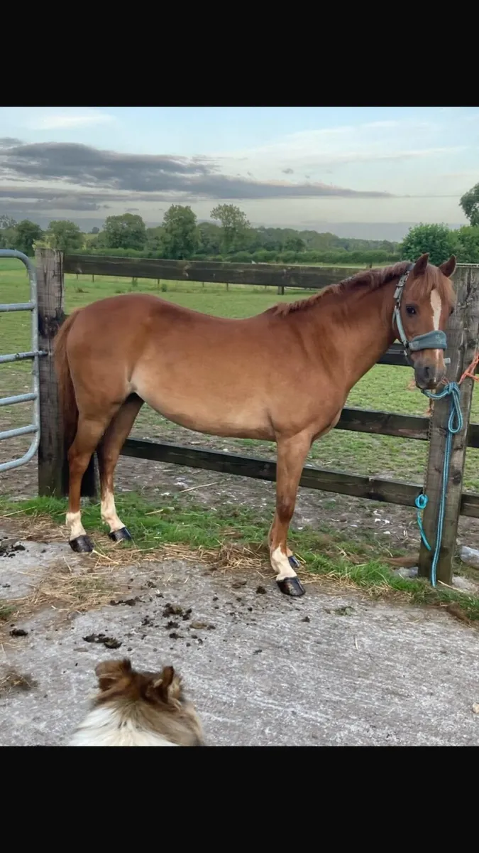 12.2 U10 Pony - Image 3