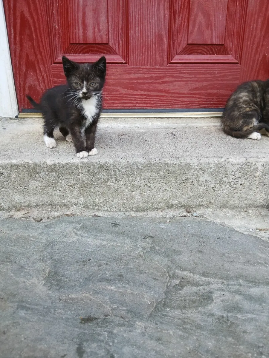 Kittens for rehoming - Image 1
